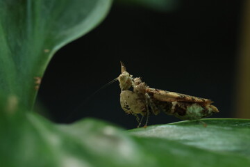 Unicorn Mantis (Ceratomantis saussurii) is a species of praying mantis native to Myanmar, Thailand, and Borneo