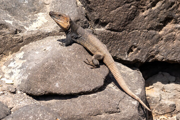 Gran Canaria giant lizard Gallotia resting on volcanic rock in the warm midday sun