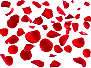  Floating Red Flower Petals in Motion, Transparent Background 