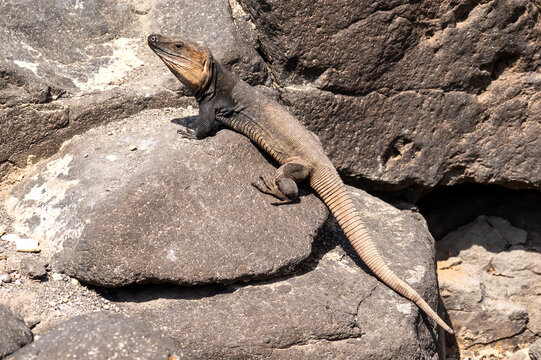 Gran Canaria giant lizard Gallotia resting on volcanic rock in the warm midday sun