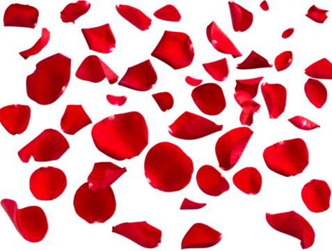  Floating Red Flower Petals in Motion, Transparent Background  - Powered by Adobe