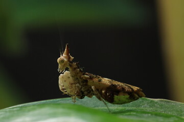 Unicorn Mantis (Ceratomantis saussurii) is a species of praying mantis native to Myanmar, Thailand, and Borneo