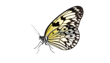 Side view of butterfly