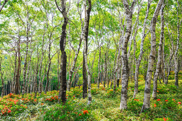レンゲツツジ咲く神秘的な白樺林
