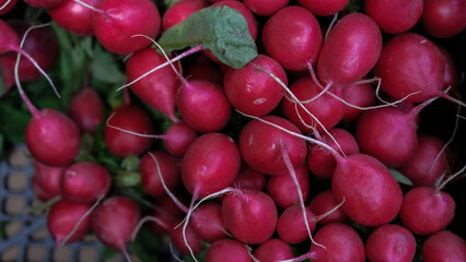 Bunch of fresh radishes with leaves. Close-up of vibrant red root vegetables at local market. Healthy vegan food.
