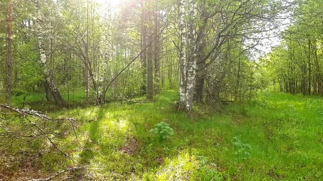 Sunlit Forest Path with Birch Trees (Betula spp.)