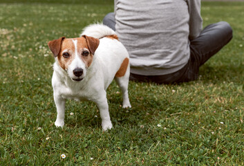 Dog standing behind senior man sitting on grass looking at camera