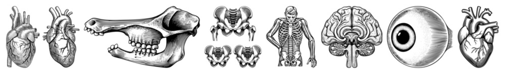 Vector Detailed anatomical illustrations of hearts skull and skeleton in vintage engraving style.
