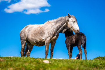 Heard of natural wild horses of Livno, Bosnia and Herzegovina. Wild horses are free and roaming the...