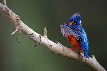 Male Blue Eared Kingfisher perch open 