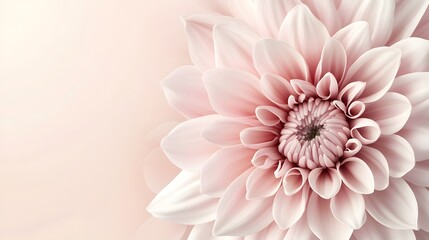 Fototapeta premium Elegant Pink Dahlia Flower Closeup Soft Pastel Bloom