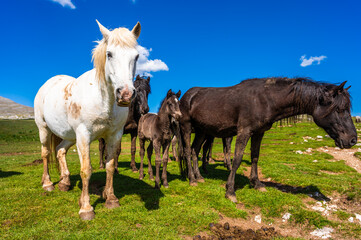 Heard of natural wild horses of Livno, Bosnia and Herzegovina. Wild horses are free and roaming the mountain of Livno, Bosnia.