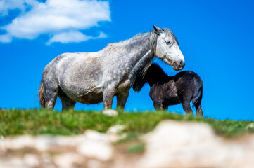 Heard of natural wild horses of Livno, Bosnia and Herzegovina. Wild horses are free and roaming the mountain of Livno, Bosnia.