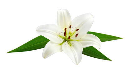 Obraz premium White lily flower
