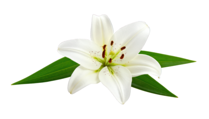 White lily flower