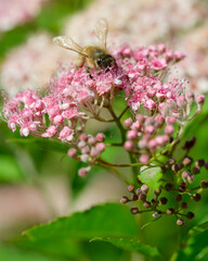 Bee gathers nectar from pink spring flowers