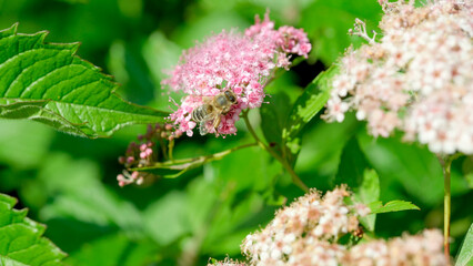 Busy bee gathering nectar from pink flowers in a sunny garden