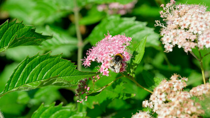 Busy bee collecting nectar on pink blossoms in bright sunlight