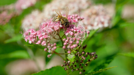 Bee collecting nectar from vibrant pink flowers in a lush garden