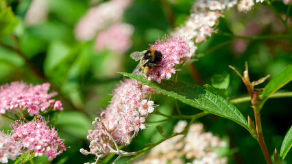 Bumblebee gathers nectar from blooming pink flowers in a sunny garden