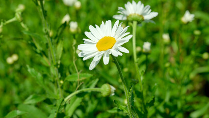 Obraz premium Bright daisies blooming serenely in a lush green meadow under sunlight