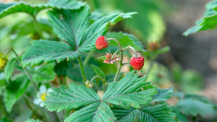 Ripe strawberries growing among lush green foliage in sunlight