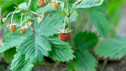 Vibrant strawberry plants thriving in a lush garden setting