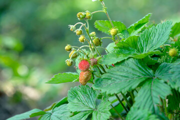 Ripe strawberries in a sunlit summer garden