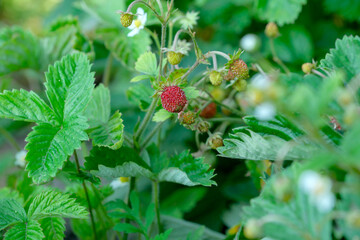 Fresh strawberries ripening under the warm sun in a lush garden