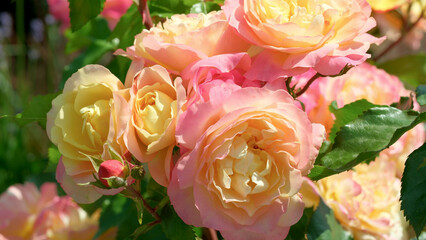 Blooming roses in soft hues at a tranquil garden oasis