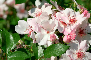 Obraz premium Blossoming roses create a colorful display in a tranquil garden