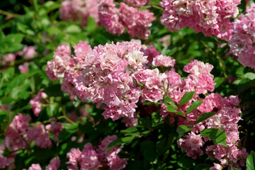 Vibrant pink flowers bloom in a lush garden during springtime