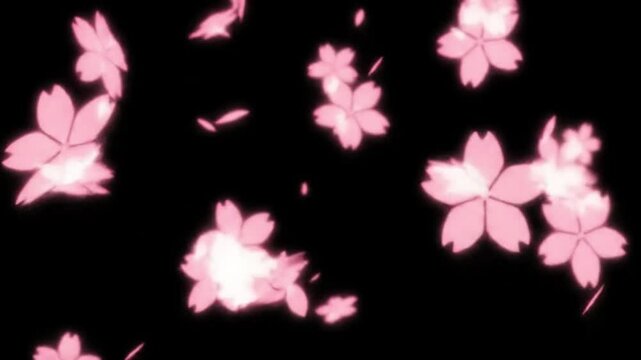 Pink cherry blossom flowers are falling against a black background in a dreamy scene
