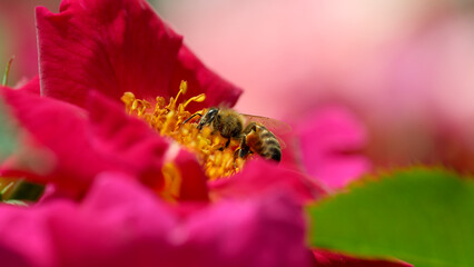 Bees buzzing around vibrant roses in a sunny garden