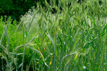 Green wheat swaying gently in the breeze under a bright blue sky