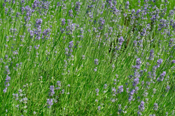 Fototapeta premium Lavender blooms sway gently in the warm summer breeze
