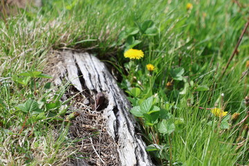 Deadwood and Wildflowers On The Appalachian Trail