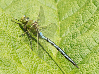 Nature Photography: Colourful Dragonfly on Green Leaf

