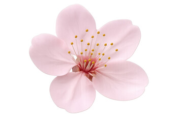Pink cherry blossom flower blooming on a transparent background, perfect for spring and nature-themed projects