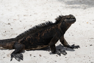 Marine iguana sits on the beach in Galapagos, Amblyrhynchus cristatus