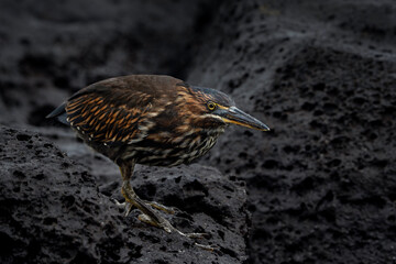 Lava heron in Galapagos, Butorides sundevalli on Santa Cruz island