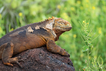Galapagos land iguana, portrait of a large lizard, Conolophus subcristatus in North Seymour island