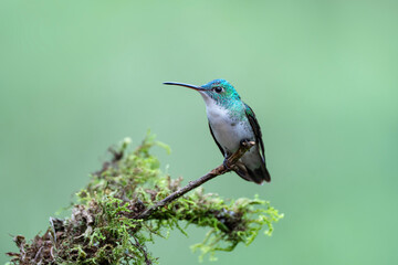 Hummingbird, Andean emerald in Ecuador, portrait of Uranomitra franciae