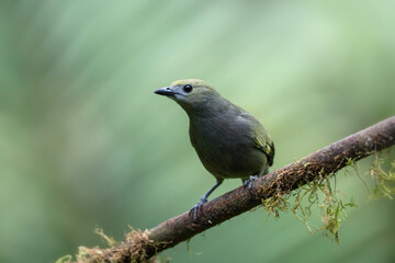 Palm tanager, portrait of a bird, Thraupis palmarum in Ecuador