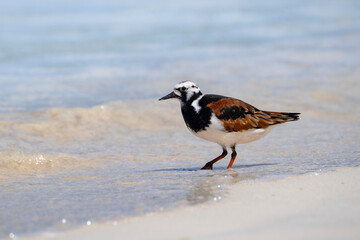 Ruddy turnstone at the water, Arenaria interpres in Galapagos