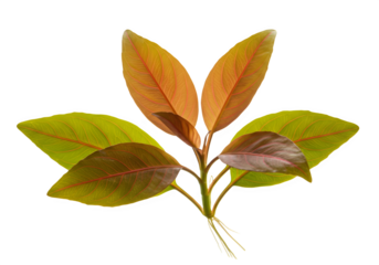 Alternanthera Reineckii Aquatic Plant Isolated on Transparent Background | Red Stem Aquarium Plant PNG (Generative AI)

