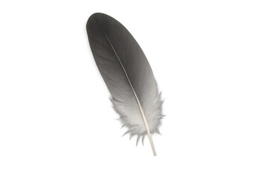Soft gray feather drifting weightlessly, hovering against transparent backdrop, enhancing minimalist graphic design compositions