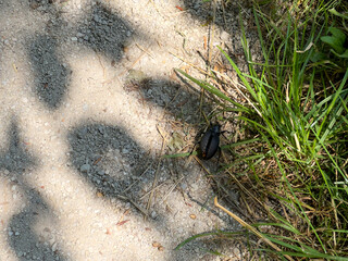 Carabus coriaceus ground beetle on forest path –  large black beetle