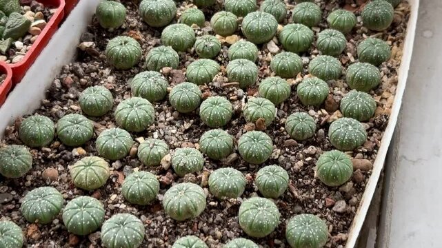 astrophytum asterias cacti in a pot
