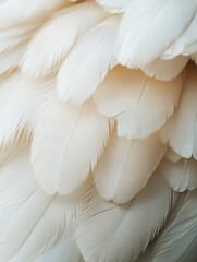 Naklejka premium Close-up view of overlapping white and beige feathers creating a soft, delicate texture
